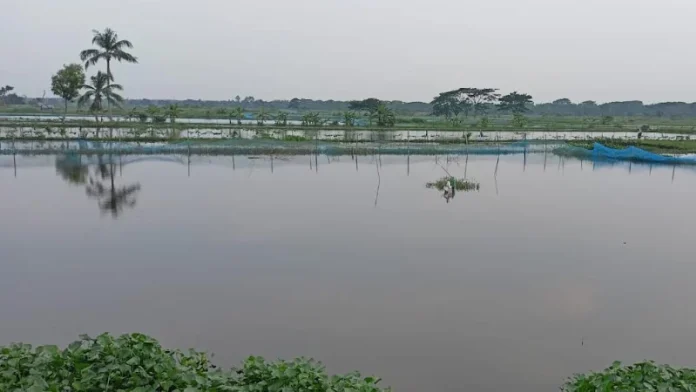 খুলনায় আড়াই হাজার চিংড়ি ঘের ও খামার ভেসে গেছে!