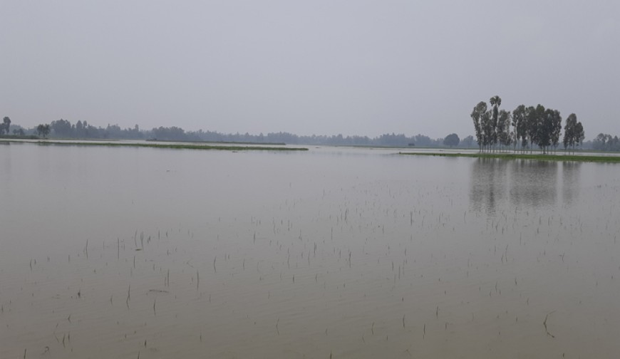 অপরিকল্পিত ঘের ও খালে পাটার খেসারত হাজার বিঘা জমির ধান পানির নীচে