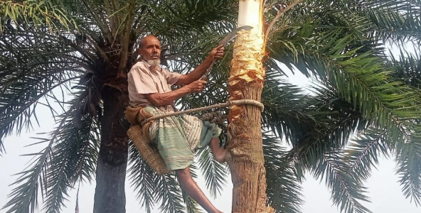 শার্শার গাছিরা রস সংগ্রহে খেজুরগাছ তোলার কাজে ব্যস্ত