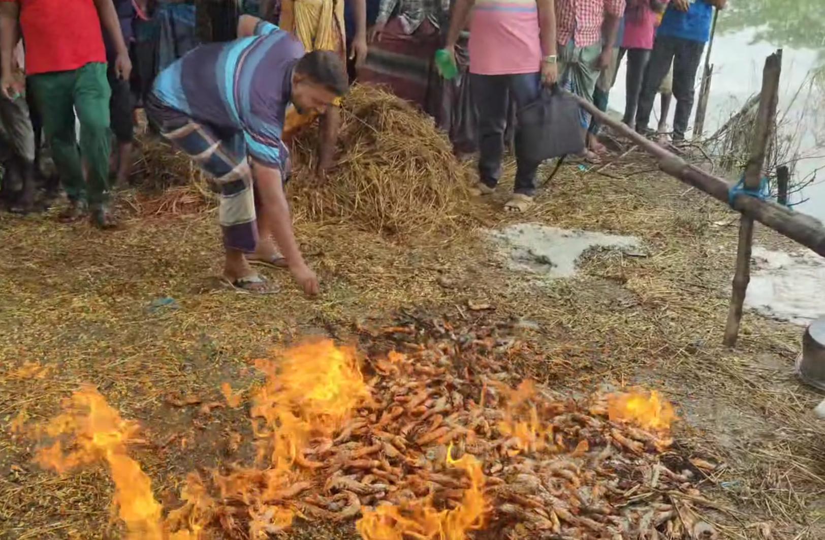 কালিগঞ্জে পুশকৃত ৫০ কেজি চিংড়ি ধ্বংস , ২০ হাজার টাকা জরিমানা!