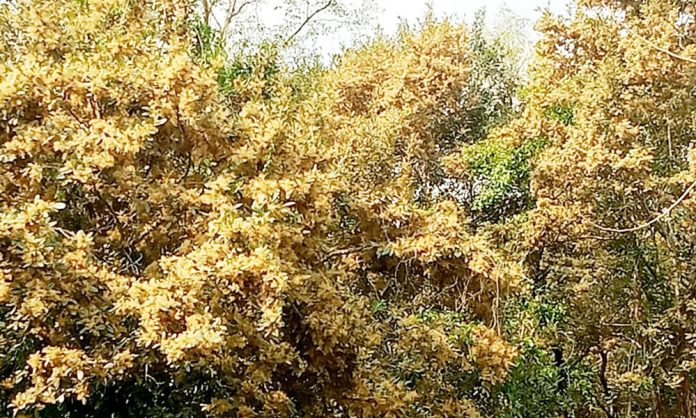 সুন্দরবনের ‘সুন্দরী’ ফুল শোভা ছড়াচ্ছে