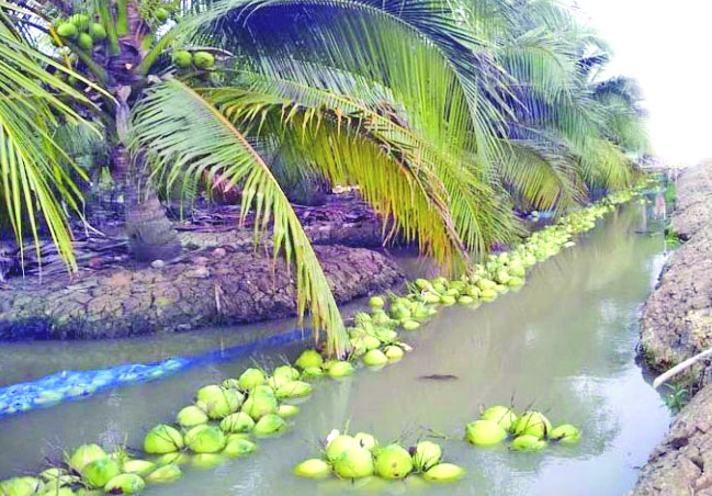 নারিকেল থেকে বছরে ১৫ হাজার কোটি টাকা আয়ে বদলে যাবে উপকূলীয় জেলাগুলোর অর্থনীতি