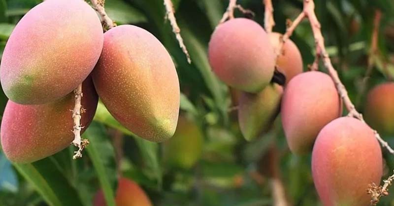 বাংলাদেশের আম এবার যাচ্ছে চীনে