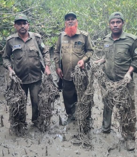 সুন্দরবন থেকে হরিণ শিকারের ৬০০টি ফাঁদ জব্দ করেছে বন বিভাগ