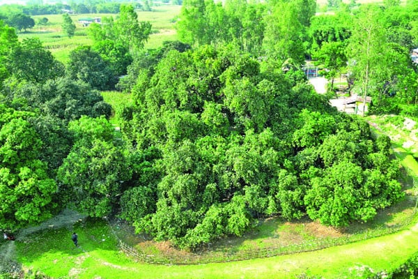 ৩০০ বছরের সূর্যমুখী আম গাছটির কদর    