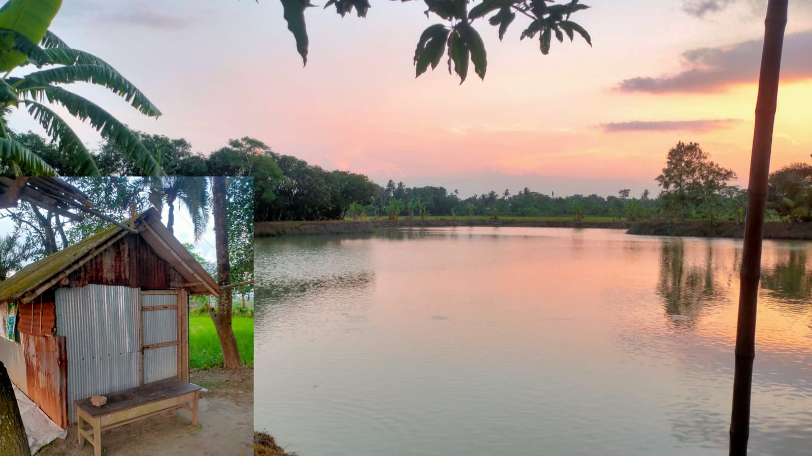শার্শার পাঁচভুলোট গ্রামে দুলা ভাইয়ের ঘের থেকে ১০০ মন মাছ লুট করলো আপন শ্যালক