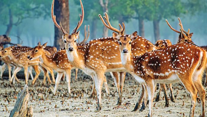 হরিণের ছুটে চলা থামে শিকারির ফাঁদে!