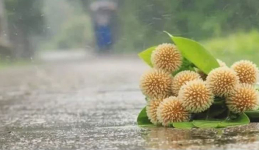 আজ পহেলা আষাঢ় বর্ষা ঋতুর প্রথম দিন