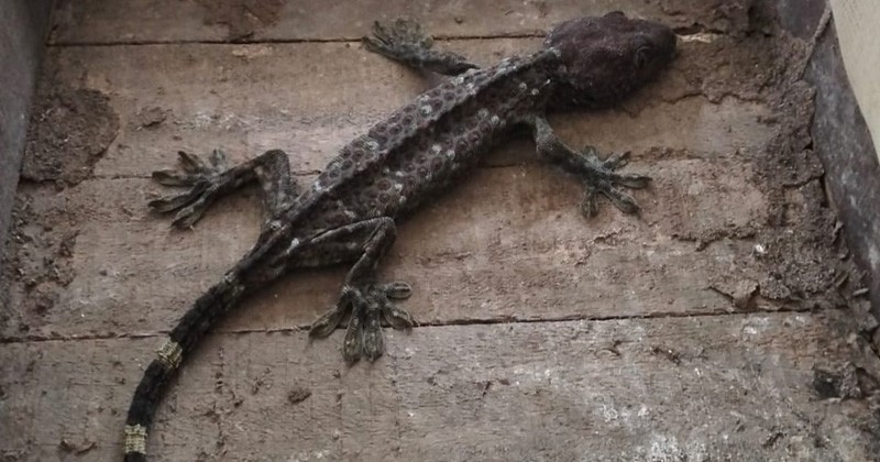 যশোরে দুটি তক্ষক সহ আসামী আটক-১