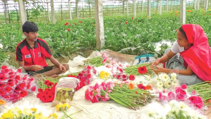 দক্ষিণ আফ্রিকার জারবেরা ফুলের চাষ এখন যশোরের গদখালীতে