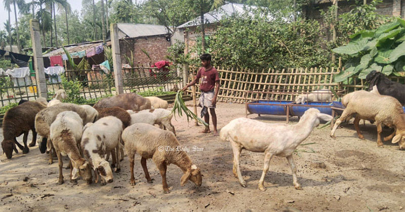 সৈয়দপুরে কাজল গড়ে তুলেছে একটি দুম্বার খামার