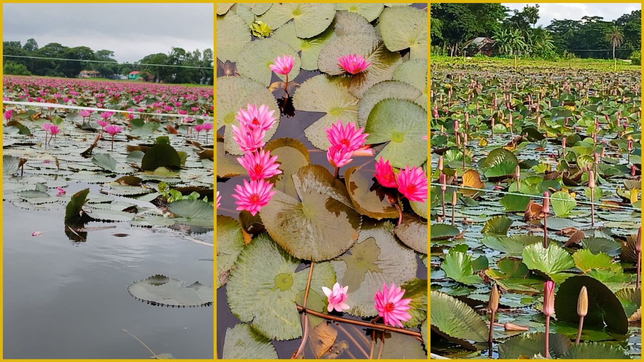 বরিশালের উজিরপুরের বিস্তীর্ণ সাতলা বিলের নান্দনিক শাপলা ফুল