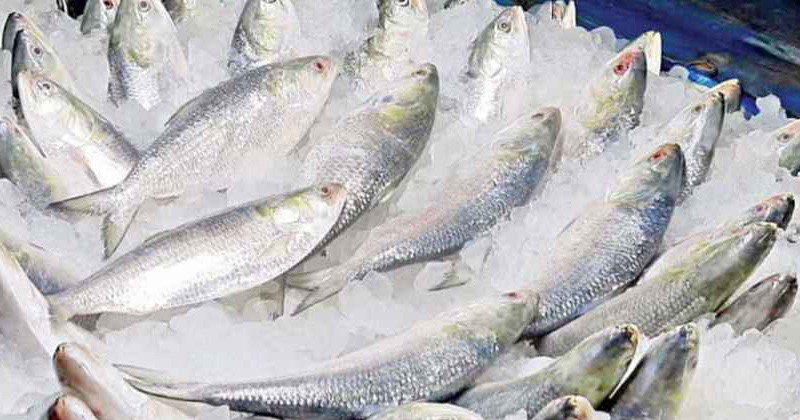 আসন্ন দুর্গাপূজা উপলক্ষে ১২০০ টন ইলিশ যাচ্ছে ভারতে