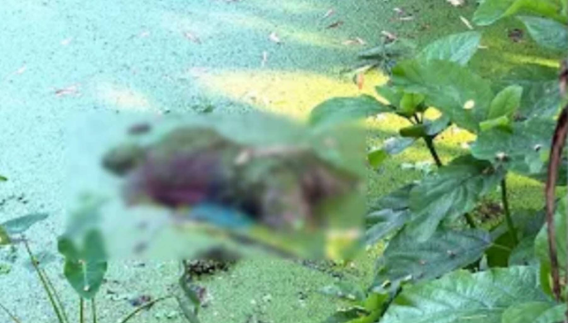 বেনাপোলে ভারসাম্যহীন যুবকের ভাসমান লাশ উদ্ধার