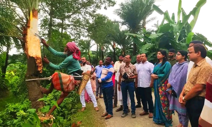 চৌগাছায় খেজুর গুড়ের রস সংগ্রহের জন্য গাছ কা’টার আনুষ্ঠানিক উদ্বোধন