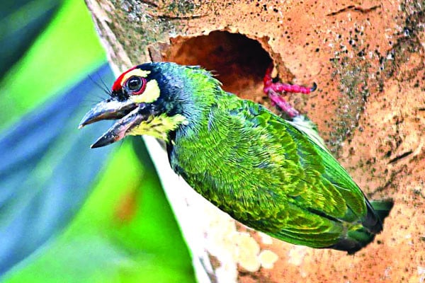 দিনদিন রাজধানীতে পাখির আবাসস্থল কমে যাচ্ছে -রোহেত রাজীব