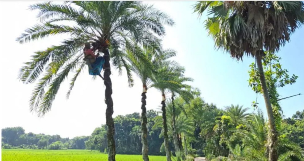 শার্শায় খেজুর রস সংগ্রহে বেড়েছে গাছিদের ব্যস্ততা