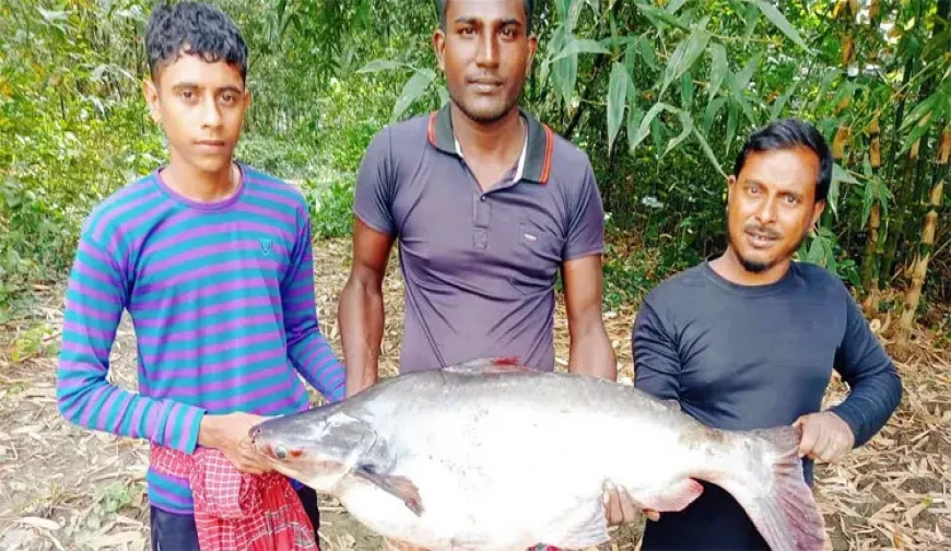 শার্শায় ধরা পড়লো ১৬ কেজি ওজনের পাঙ্গাশ