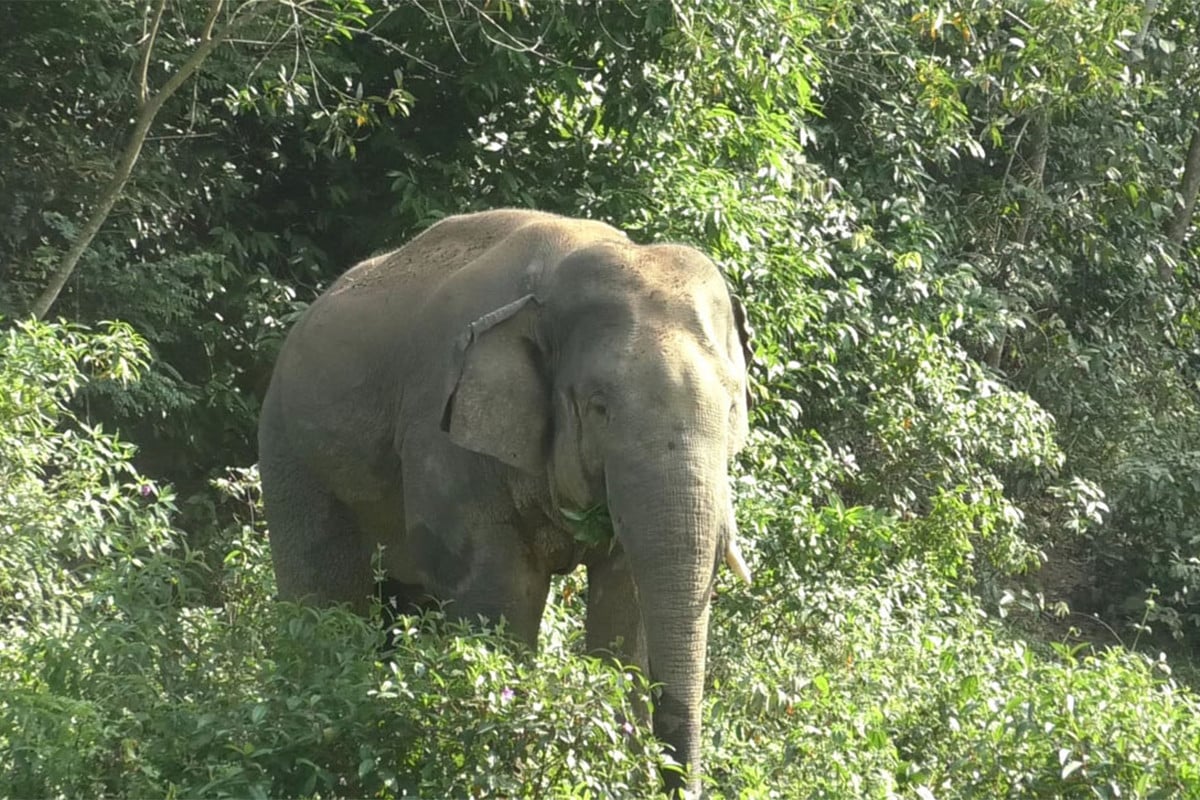 ‘হাতি আপনাদের মেহমান, ক্ষতি করবেন না-’রেঞ্জ কর্মকর্তা আনিসুজ্জামান