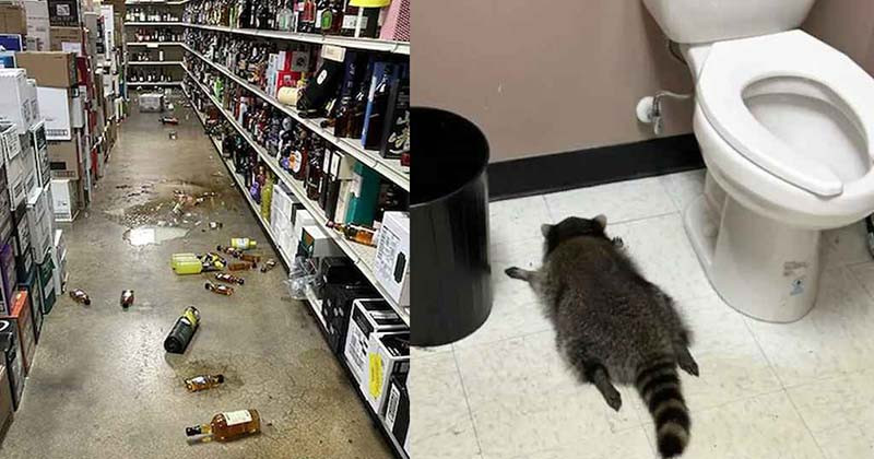 যুক্তরাষ্ট্রের ভার্জিনিয়ায় মদের দোকানে ঢুকে বন্য প্রাণীর অবাক কাণ্ড!
