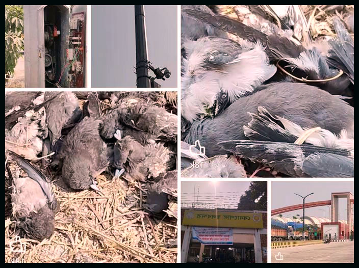 বেনাপোল বন্দর হাই-মাস্ট লাইট পোস্টে বিদ্যুৎস্পৃষ্টে অসংখ্য পাখির মৃত্যু!  