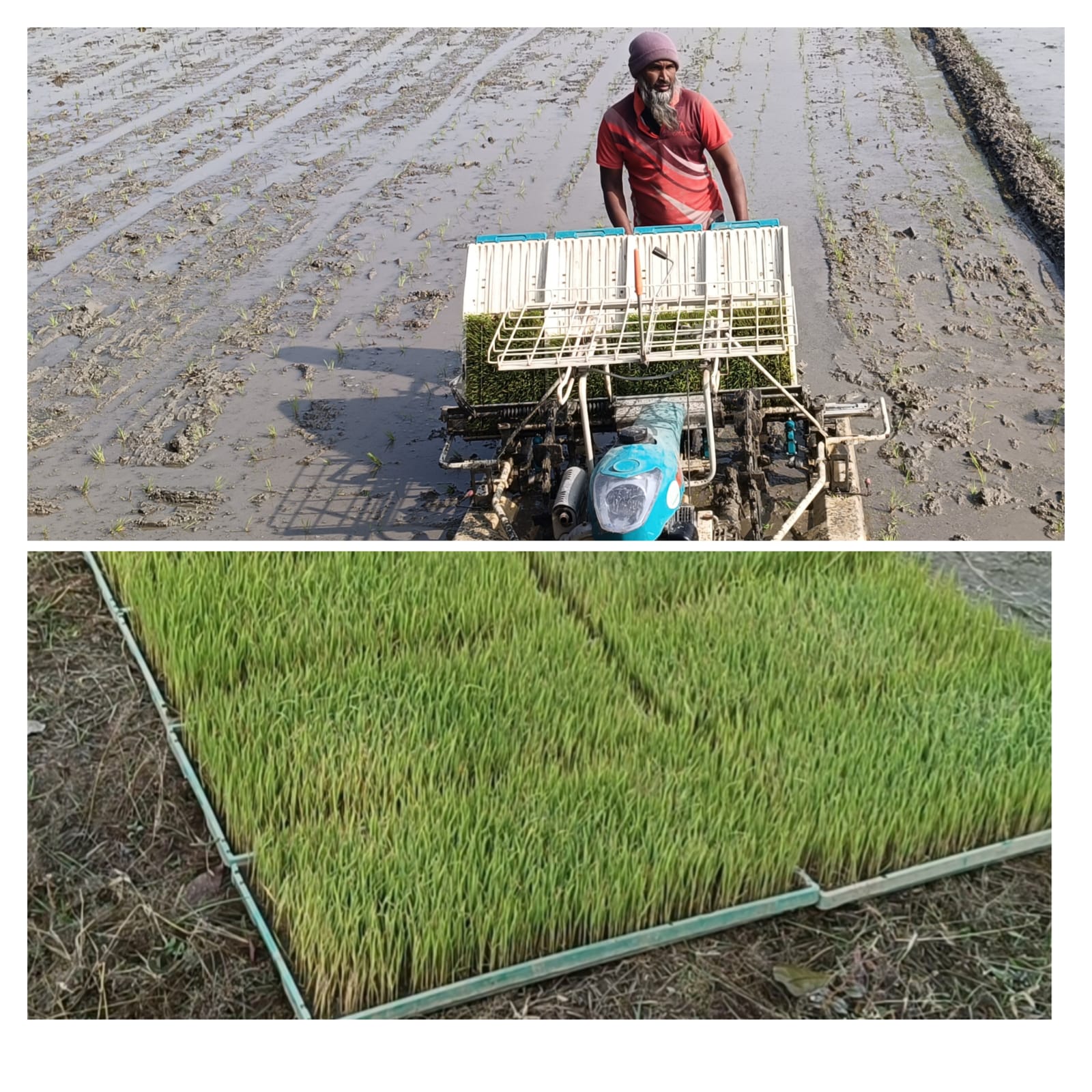 শার্শায় রাইস ট্রান্সপ্লান্টার পদ্ধতিতে ধান রোপণে অধিক লাভের সপ্ন এখন চাষীর চোখে