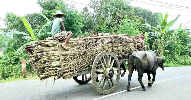 গ্রামবাংলার ঐতিহ্যবাহী গরু-মহিষের গাড়ি হারিয়ে যেতে বসেছে