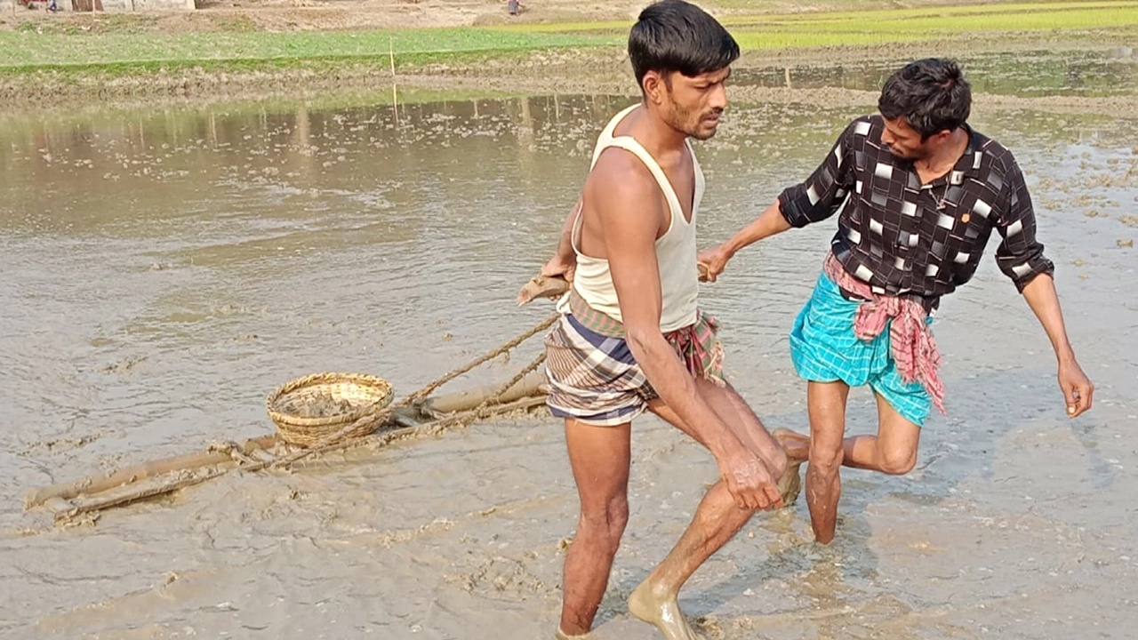 কাদা-পানির বুক চিরে চলছে জীবনের অপরাজেয় এক অদম্য লড়াই আর কাদার বুক চিরে দেখছে সোনালী স্বপ্ন