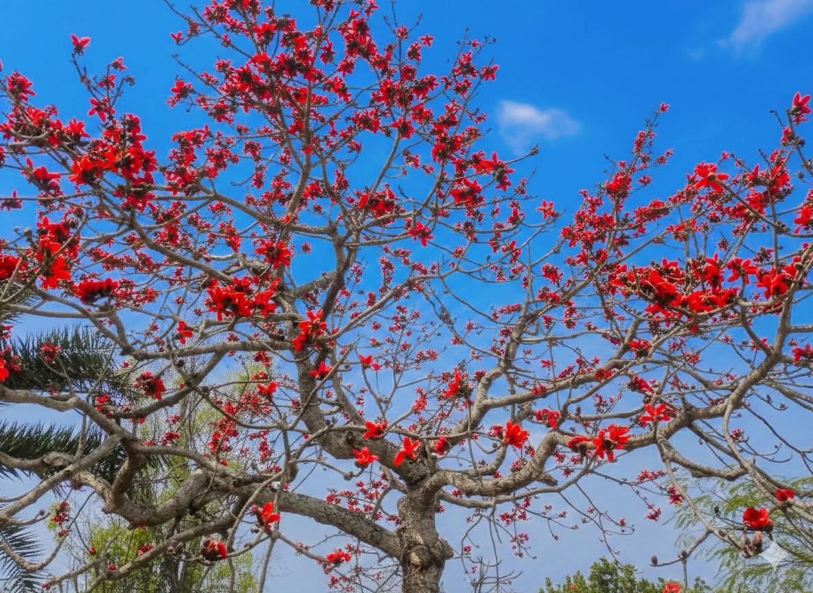 শিমুলের লাল রঙ্গে রাঙা শার্শা, বাড়াচ্ছে সৌন্দর্য