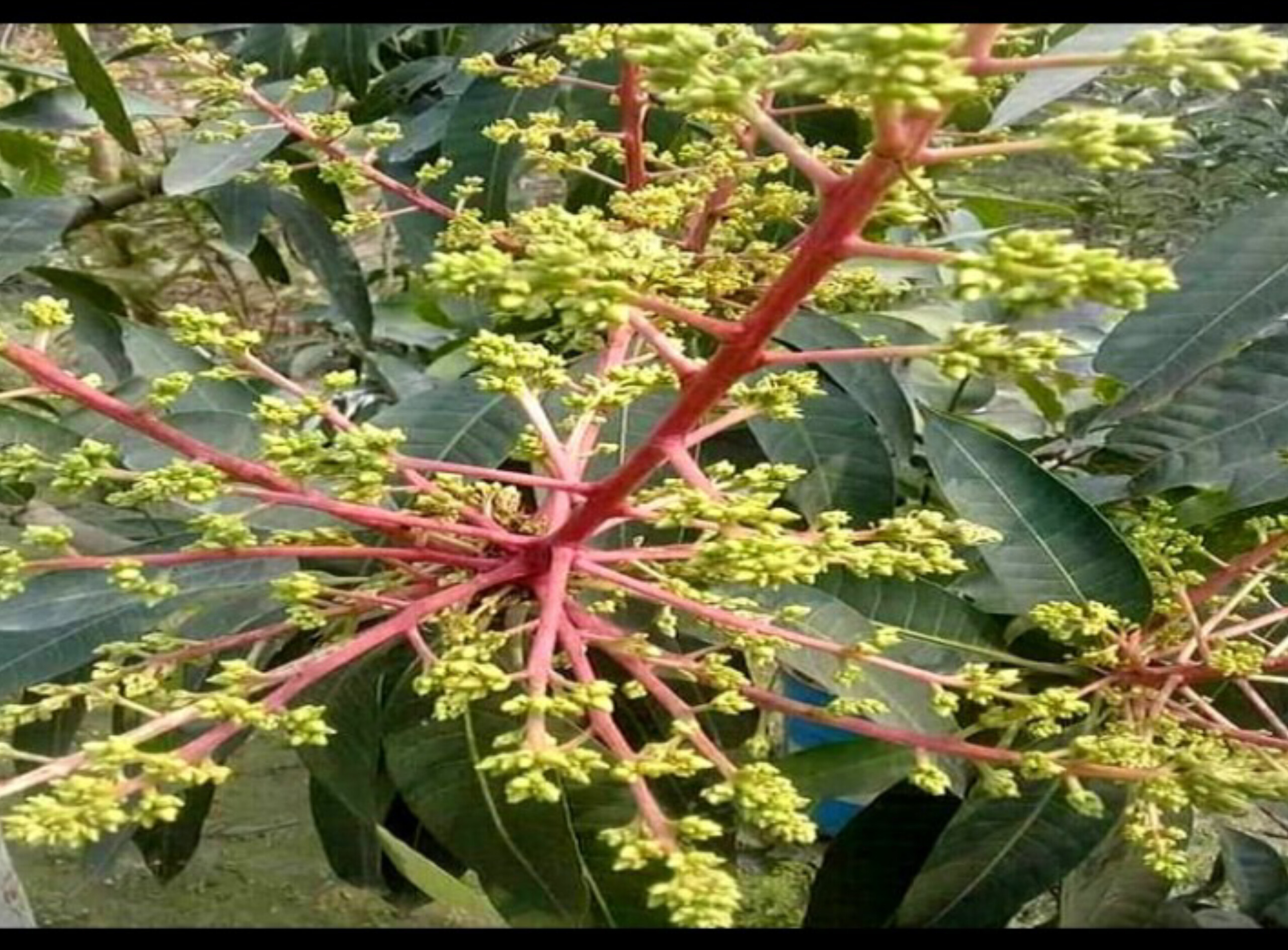 শার্শায় আমের বাম্পার মুকুলে সুবাস ছড়াচ্ছে গ্রাম থেকে গ্রাম 