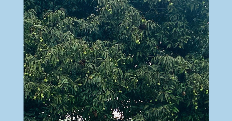 এবার উত্তরের কৃষিতেই আসতে চলেছে বুঝি অর্থনৈতিক মুক্তি