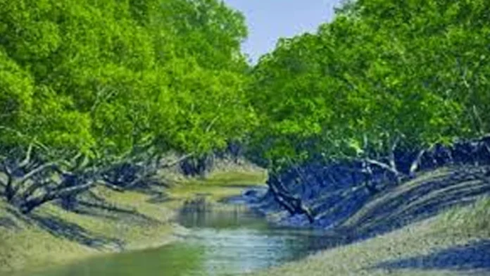 ঝড়ে নৌকাডুবিতে সুন্দরবনে ৪ মৌয়াল নিখোঁজ