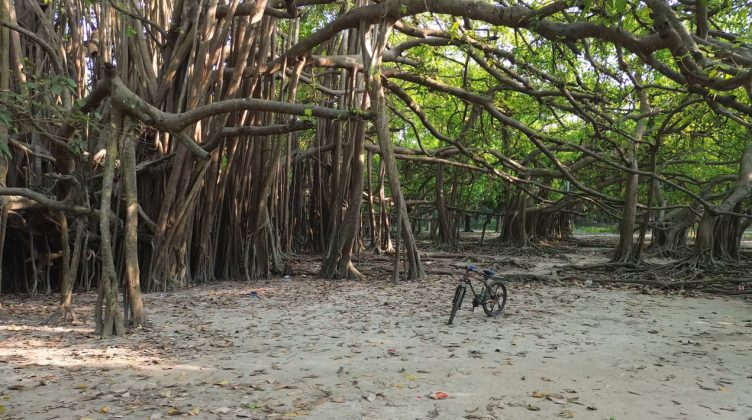 বটবৃক্ষটি যেন প্রকৃতি ও মানবমনের যোগসূত্র, এর লোক কথা 