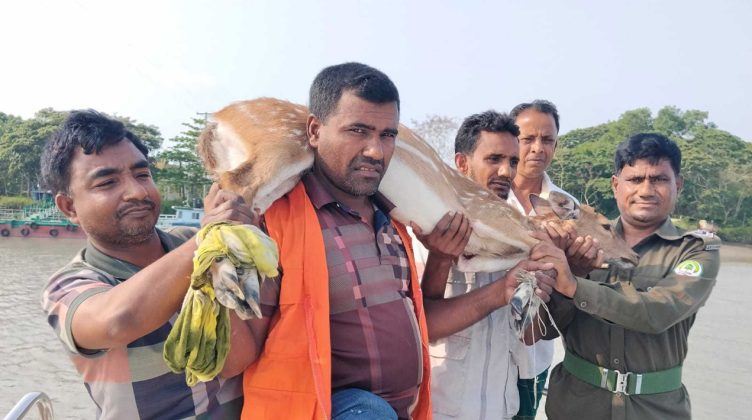 বাগেরহাটের শরণখোলায় একটি চিত্রা হরিণ উদ্ধার