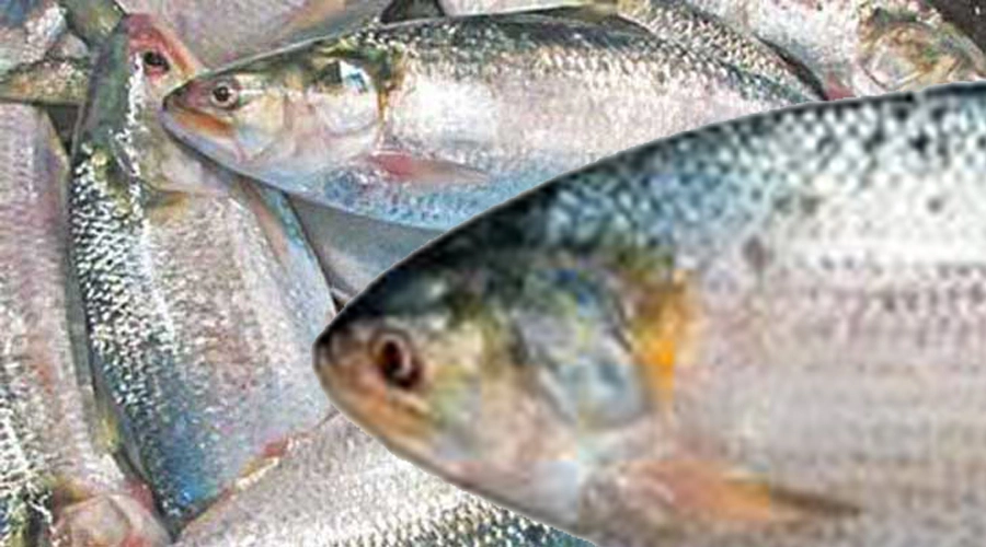 রুপালী ইলিশের দাম বৃদ্ধি, প্রতি মণ মাত্র ৩ লাখ টাকা!