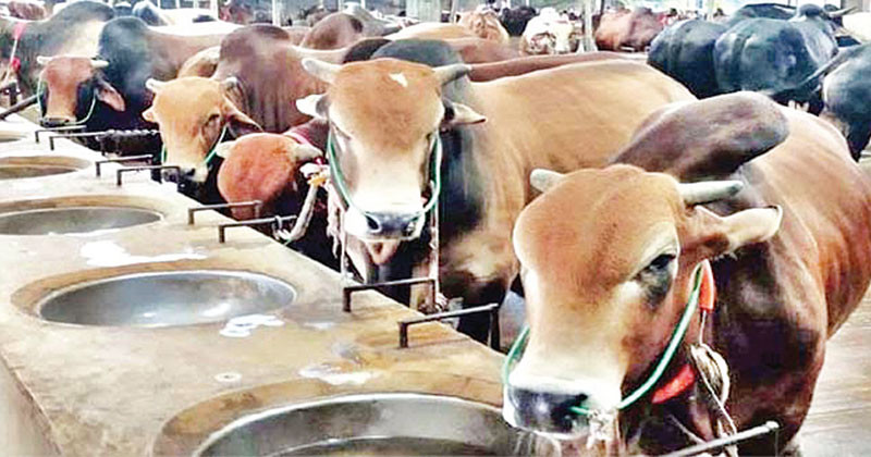 আমাদের দেশি গরুতেই এবার কোরবানি হবে