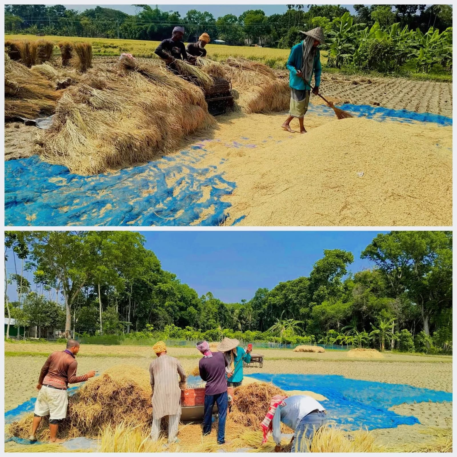 শার্শায় বোরো ধান কাটার উৎসব, বাম্পার ফলনে কৃষকের মুখে হাসি নেই