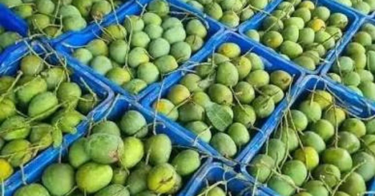 নওগাঁর আম্রপালি আম এখন নিউইয়র্কের টেবিলে