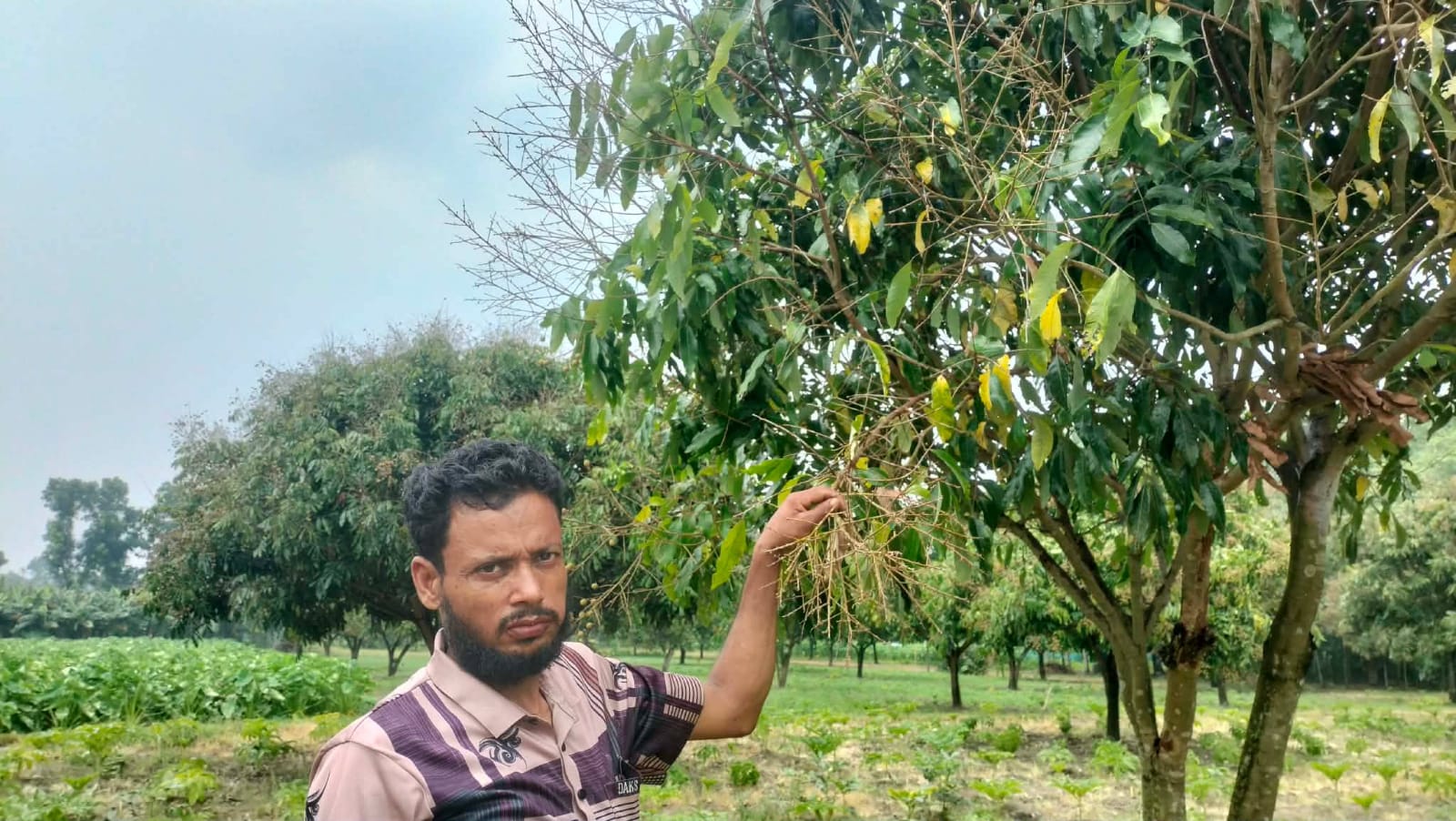 ফলে ভরা বাগান উজাড়, কাঁদছেন কৃষক ও ব্যবসায়ী