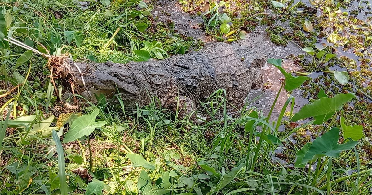 খানজাহান আলী মাজারের সেই কুমির খুলনা বণ্যপ্রাণী পুনর্বাসন কেন্দ্রে ঠাই পেল।