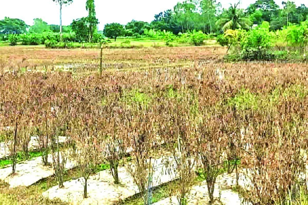দেশের ৪৩ জেলায় কৃষি ফসলের ব্যাপক ক্ষতি!