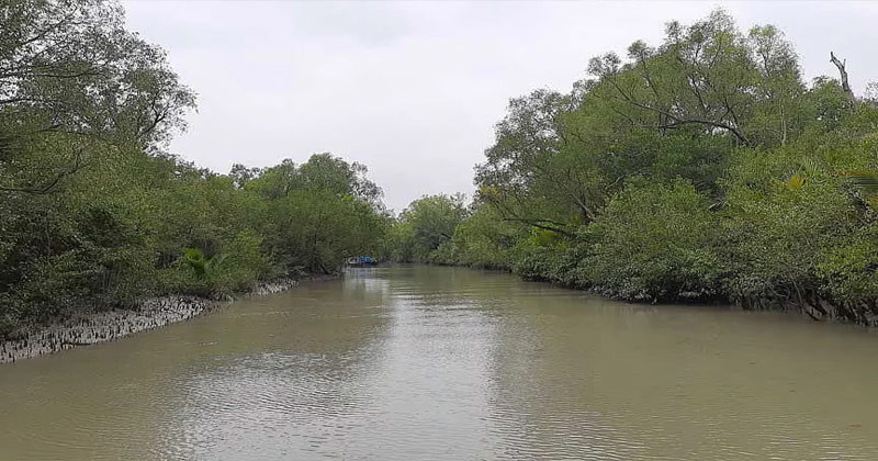 নিষেধাজ্ঞা শেষ হচ্ছে ১ সেপ্টেম্বর খুলবে সুন্দরবন