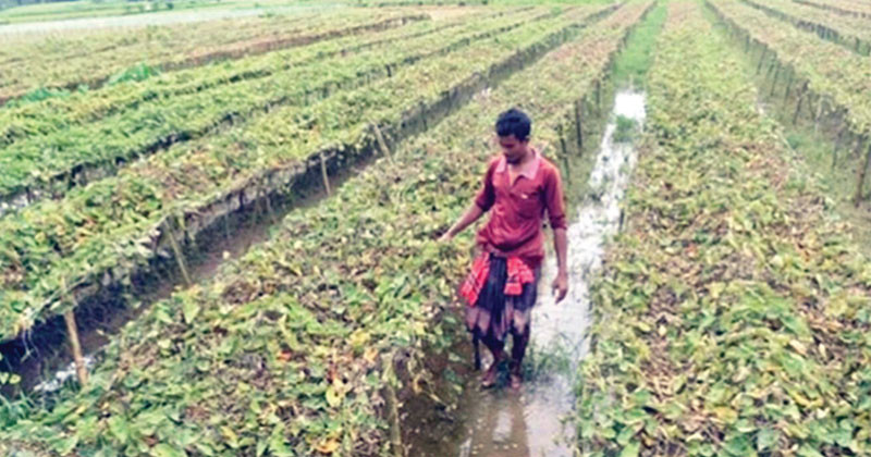 সবজি বাজারে বন্যার প্রভাবঃ দেশে ফসলের ব্যাপক ক্ষয়-ক্ষতি