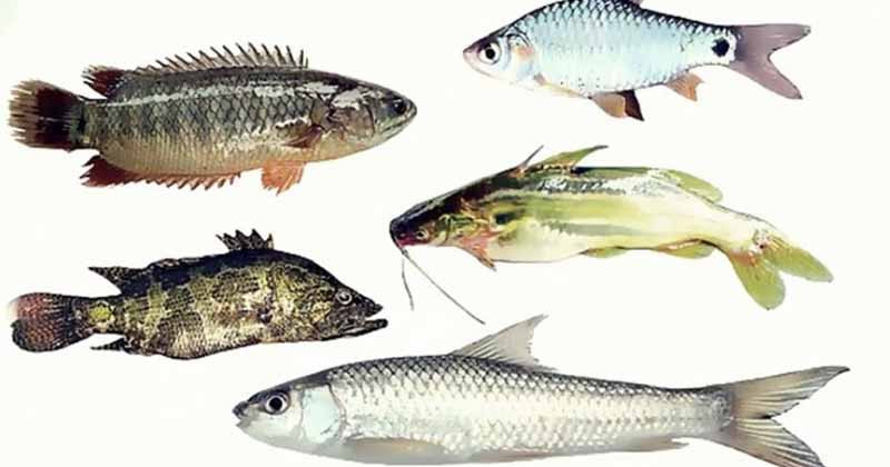 এবার ৫ দেশি মাছে পাওয়া গেল মাইক্রোপ্লাস্টিকঃ বাকৃবির গবেষণা