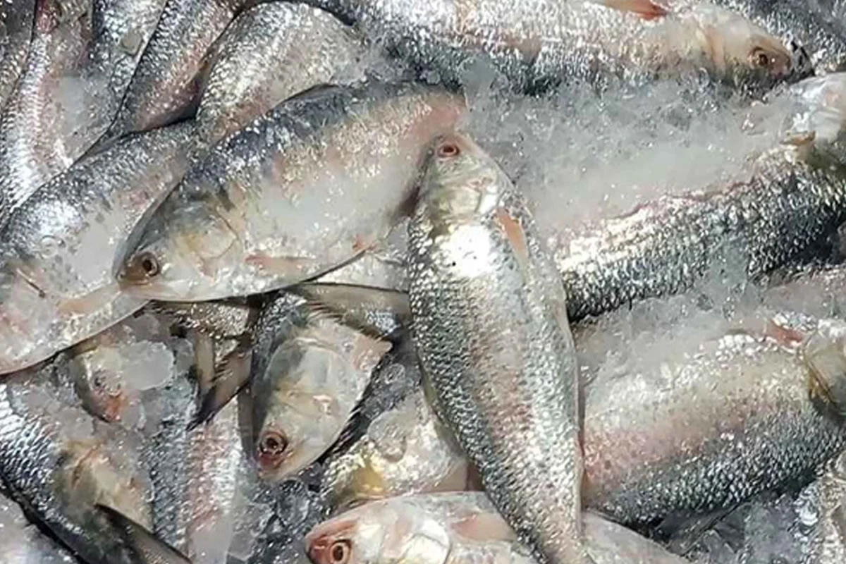 ভারত থেকে এবার উল্টো ৫০০ টন ইলিশ এলো বাংলাদেশে