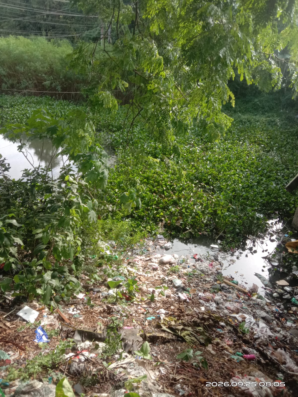 কালের স্রোতে হারিয়ে যাওয়া বেতনা: শার্শা ও ঝিকরগাছার প্রাণপ্রবাহ আজ এক অন্তহীন ভাগাড়
