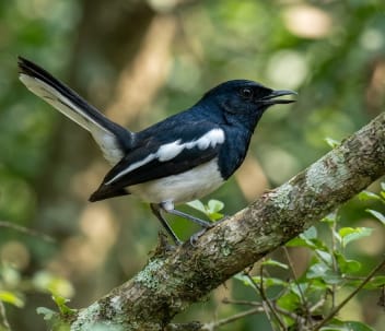 : বিলুপ্তির পথে আজ জাতীয় পাখি দোয়েল