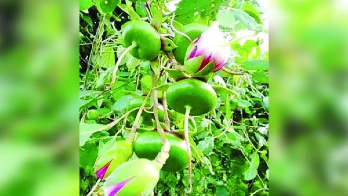 উপকূলীয় বনের সৌন্দর্য ছড়াচ্ছে ছৈলাফুল