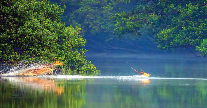 দস্যুমুক্ত পরিবেশে বাড়ছে পর্যটক, ৩ অর্থবছরে বেড়েছে রাজস্ব আয়